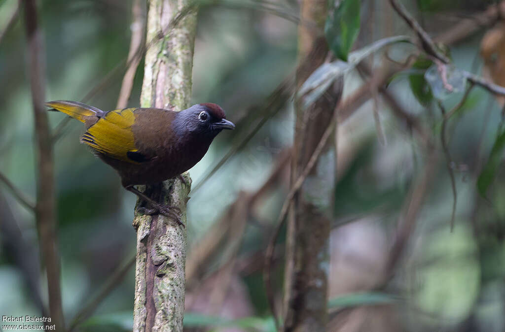 Malayan Laughingthrushadult, identification