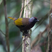 Malayan Laughingthrush