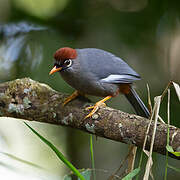 Chestnut-capped Laughingthrush