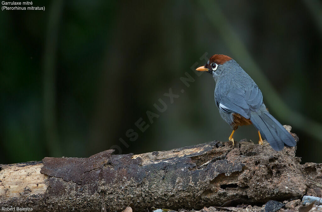 Chestnut-capped Laughingthrush