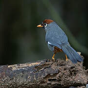 Chestnut-capped Laughingthrush