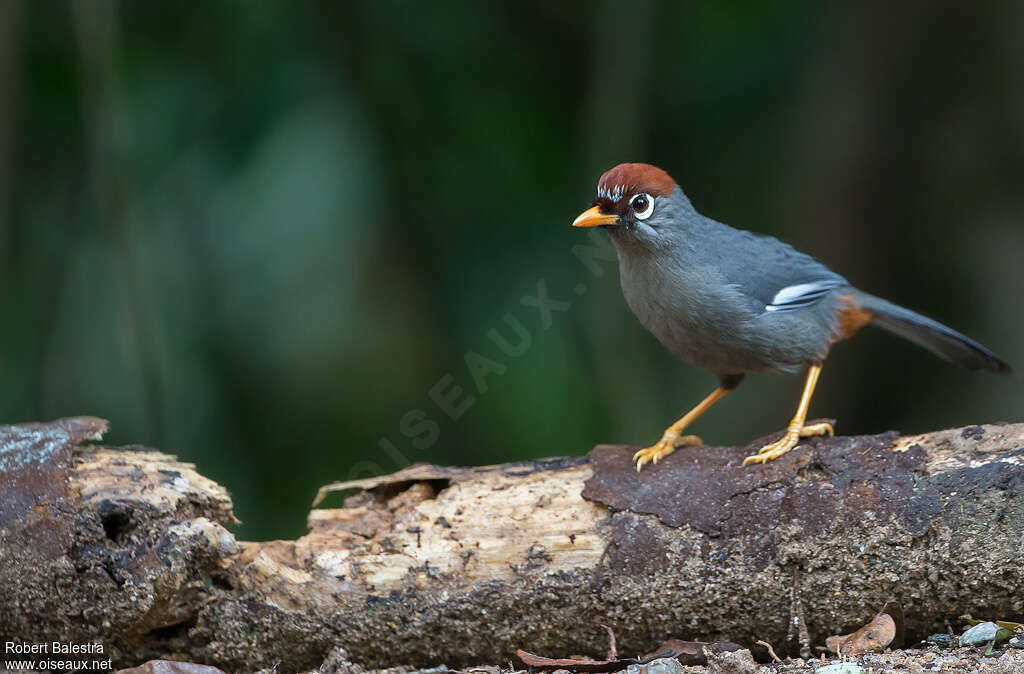 Chestnut-capped Laughingthrushadult