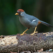 Chestnut-capped Laughingthrush