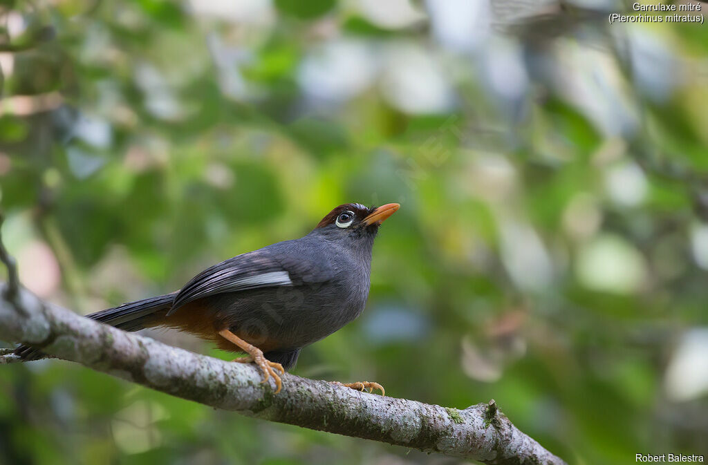 Chestnut-capped Laughingthrush