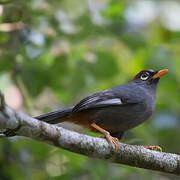 Chestnut-capped Laughingthrush