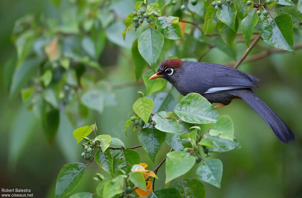 Chestnut-capped Laughingthrushadult