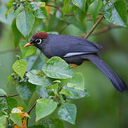 Chestnut-capped Laughingthrush