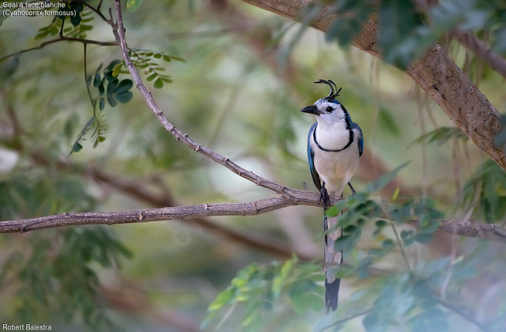 White-throated Magpie-Jay