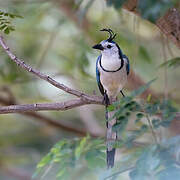 White-throated Magpie-Jay