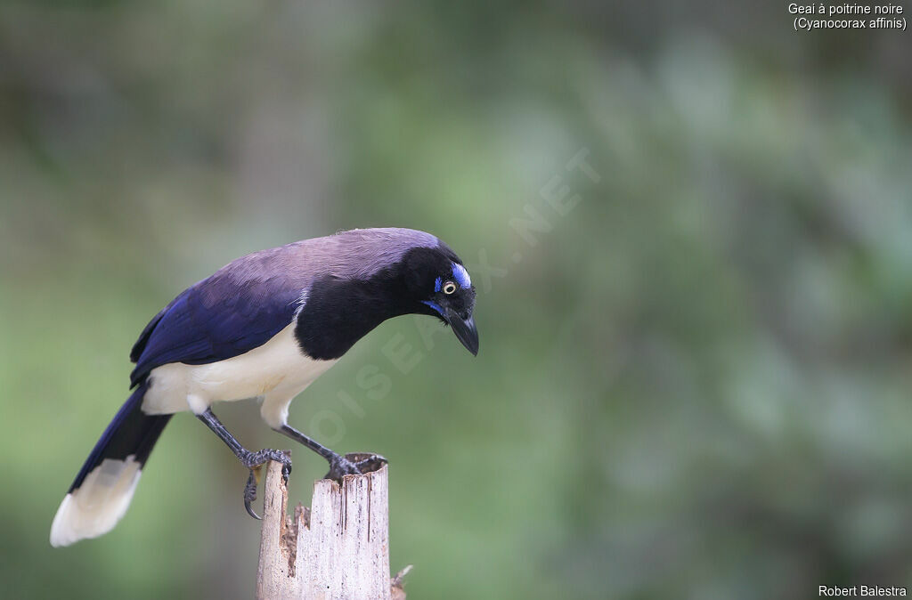 Geai à poitrine noire