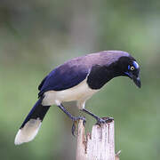 Black-chested Jay