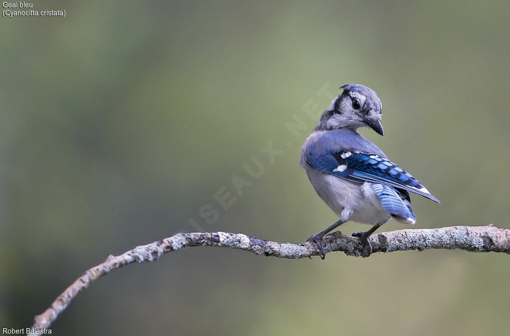 Blue Jay