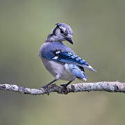 Blue Jay