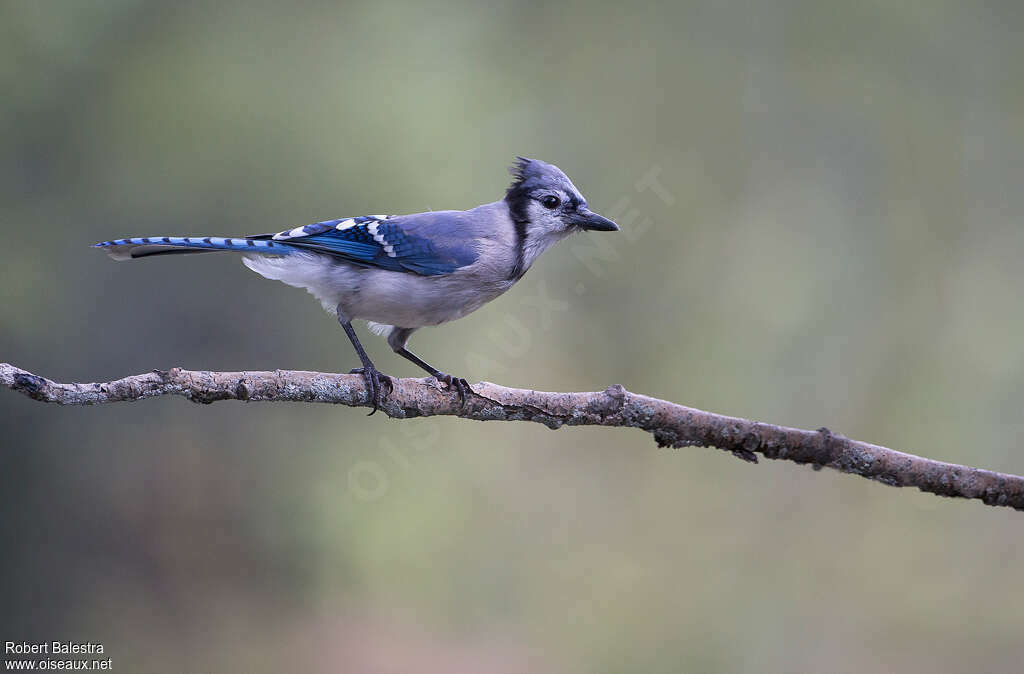 Geai bleuadulte, identification