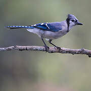 Blue Jay