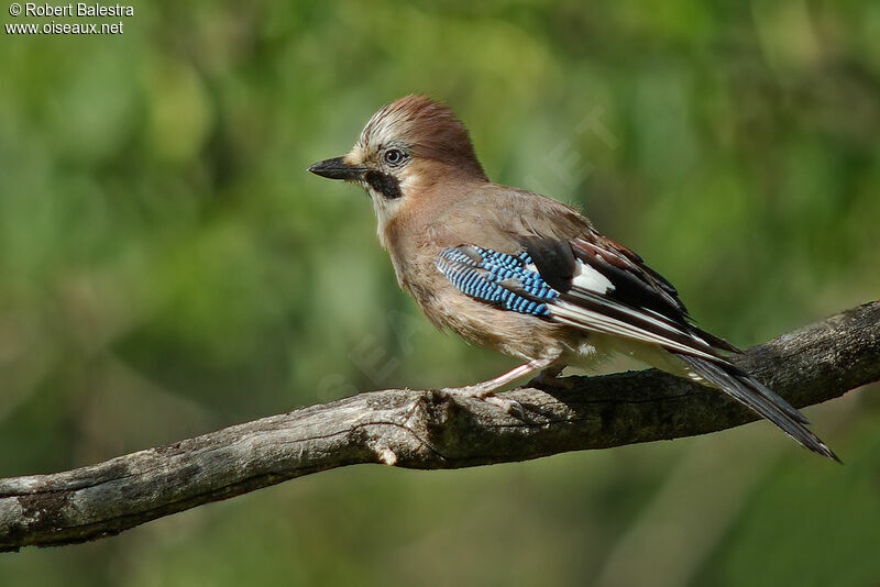 Eurasian Jay