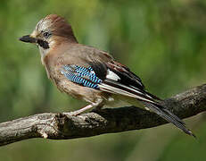 Eurasian Jay