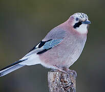 Eurasian Jay