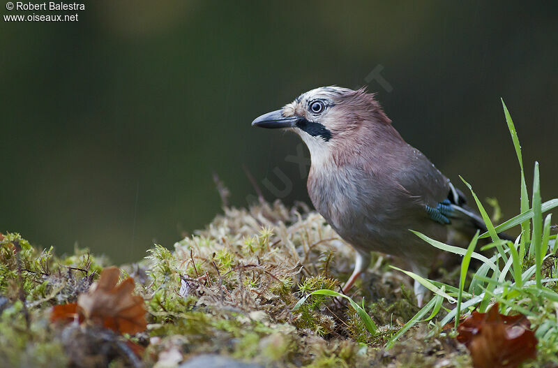 Eurasian Jay