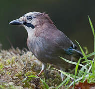 Eurasian Jay