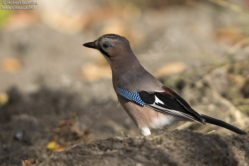 Eurasian Jay