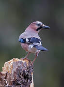 Eurasian Jay