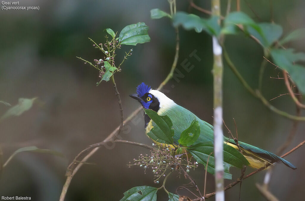 Inca Jay