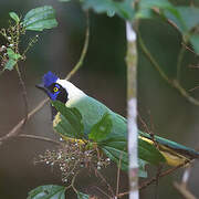 Inca Jay