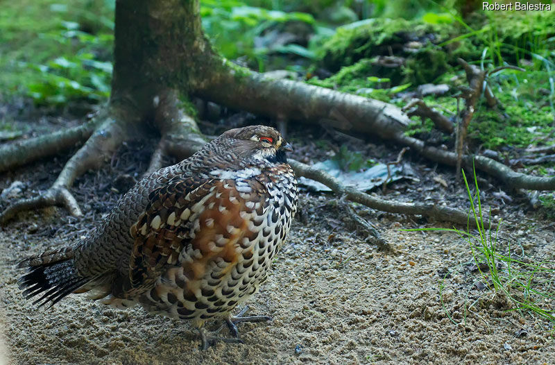 Hazel Grouse