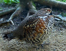 Hazel Grouse