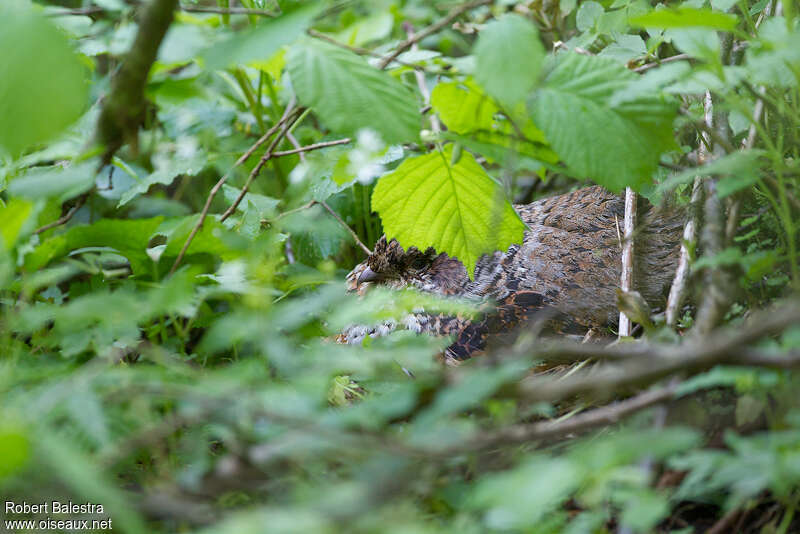 Gélinotte des bois femelle adulte, Nidification