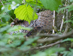 Hazel Grouse