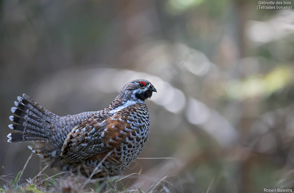 Hazel Grouse