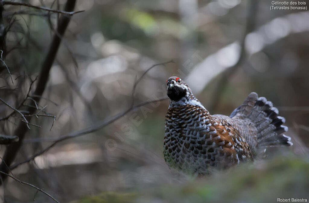 Hazel Grouse