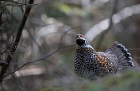 Hazel Grouse