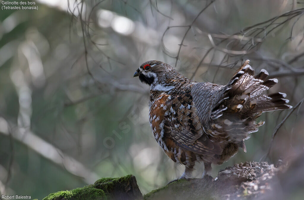 Hazel Grouse