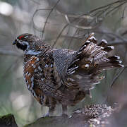 Hazel Grouse