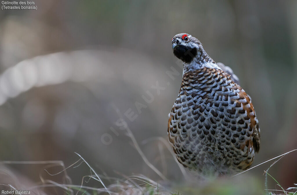 Hazel Grouse