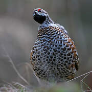 Hazel Grouse