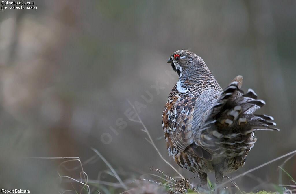 Hazel Grouse