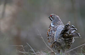 Hazel Grouse