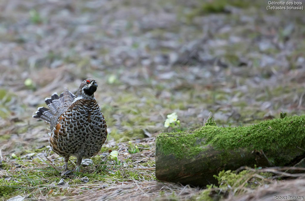 Hazel Grouse