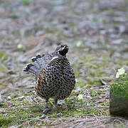 Hazel Grouse