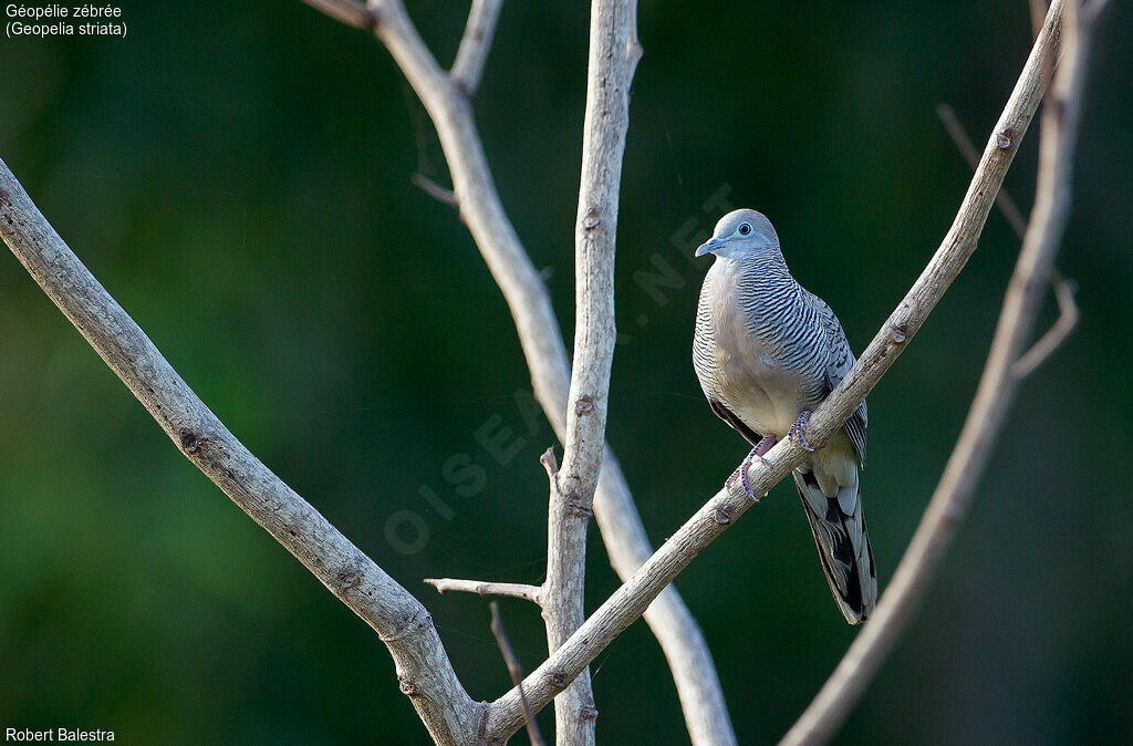 Zebra Dove