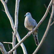 Zebra Dove