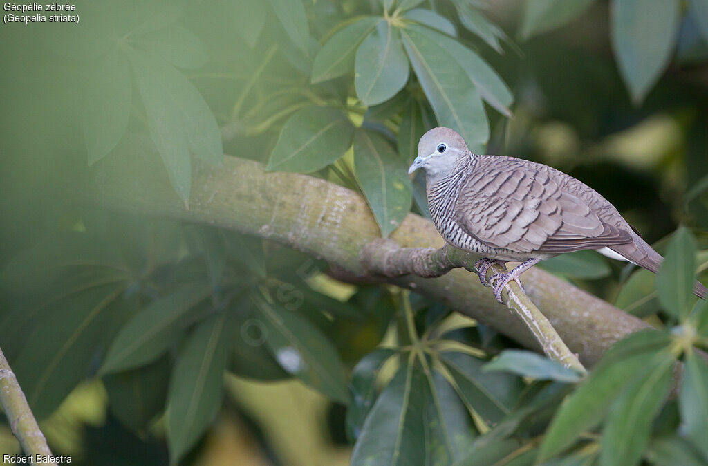 Zebra Dove