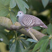 Zebra Dove