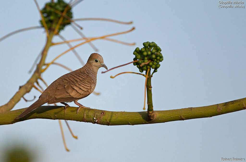 Zebra Dove