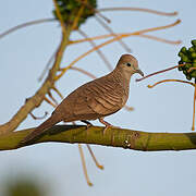 Zebra Dove