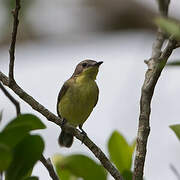 Golden-bellied Gerygone